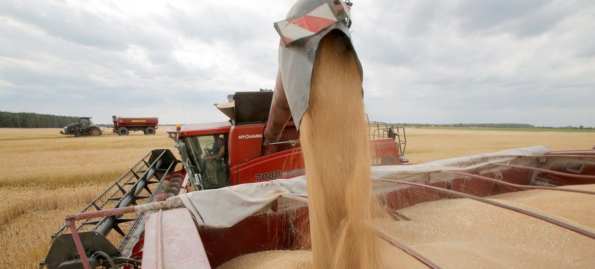 Сбор урожая пшеницы на Украине. Фото: ФАО